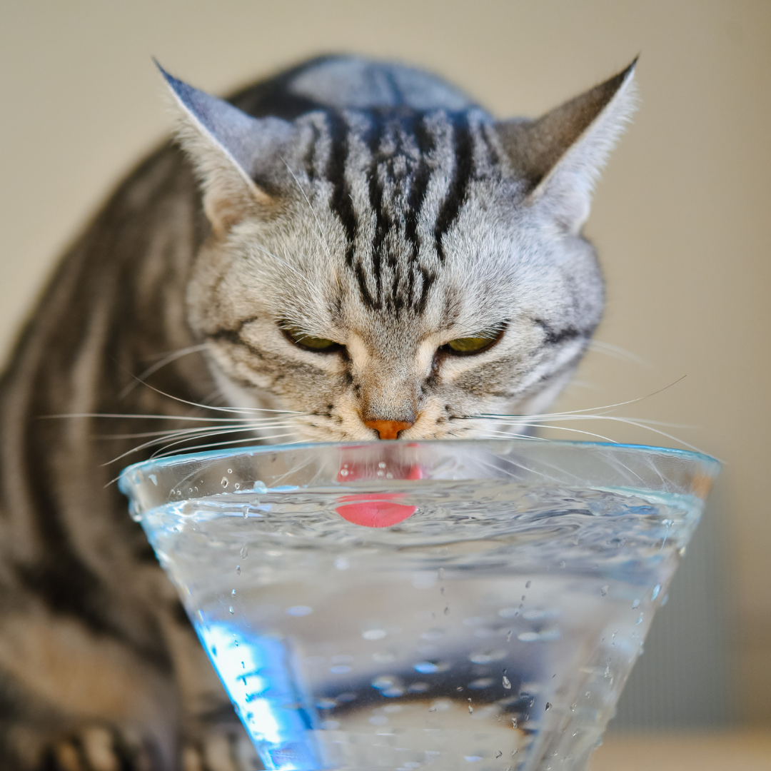 Canicule à Gruissan : protéger son chien et son chat pendant les fortes chaleurs