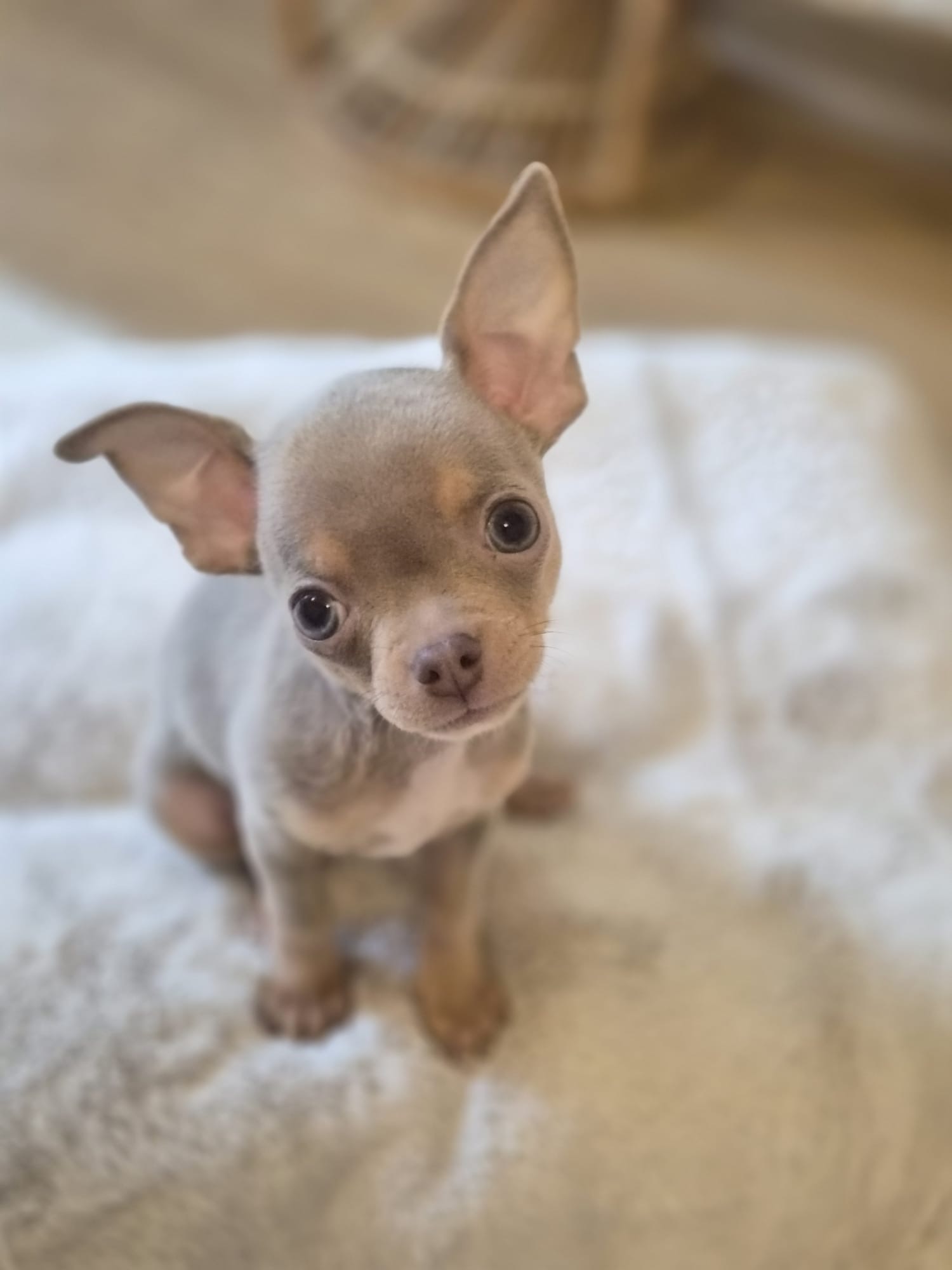 Rentrée : aider son chien ou son chat à retrouver son rythme après les vacances à Gruissan