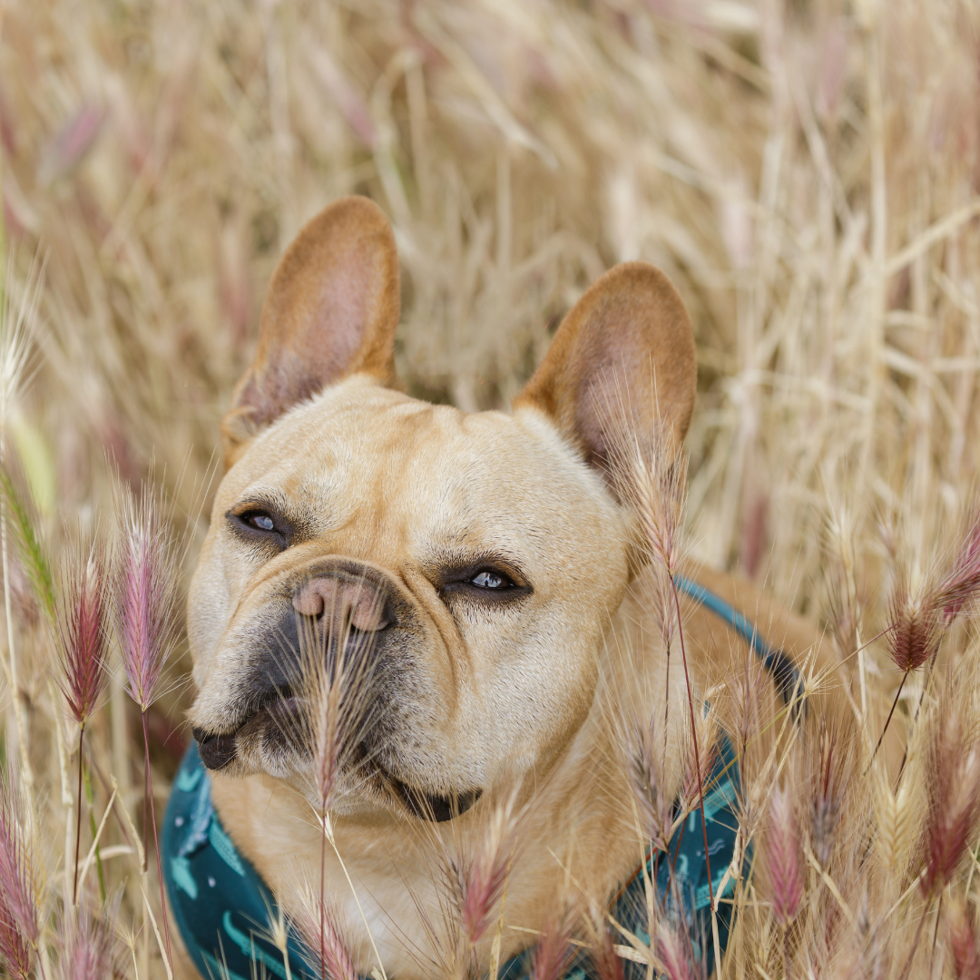 Épillets chez le chien et le chat à Gruissan — prévention