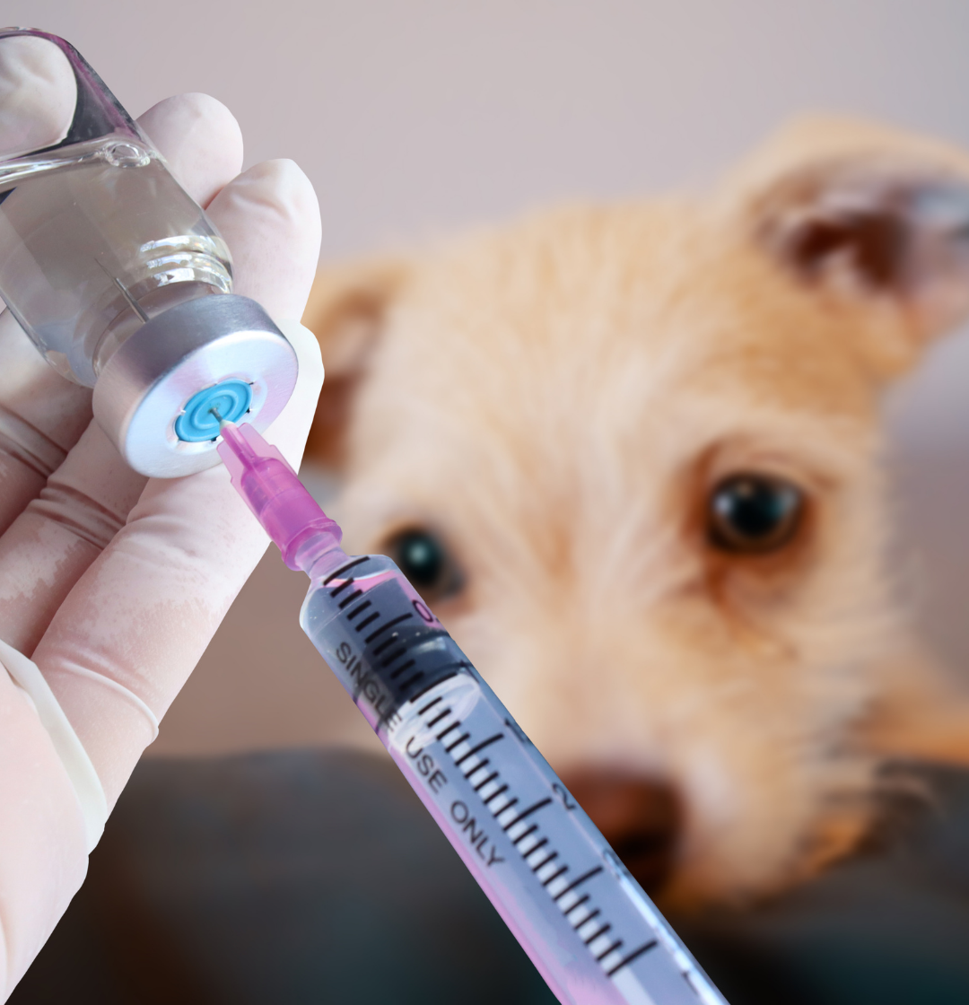 Vaccins et rappels du chien et du chat à la rentrée au Cabinet Vétérinaire de Gruissan